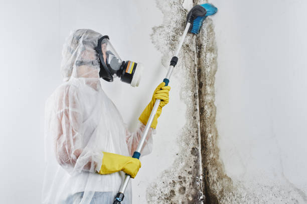 Best Best Mold Removal Companies  in Spout Springs, NC